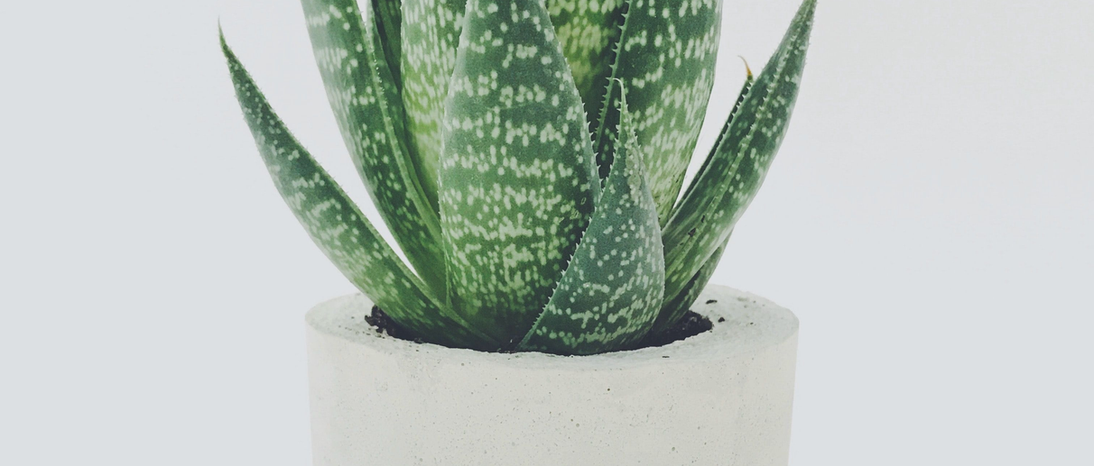¡Hi, Green!